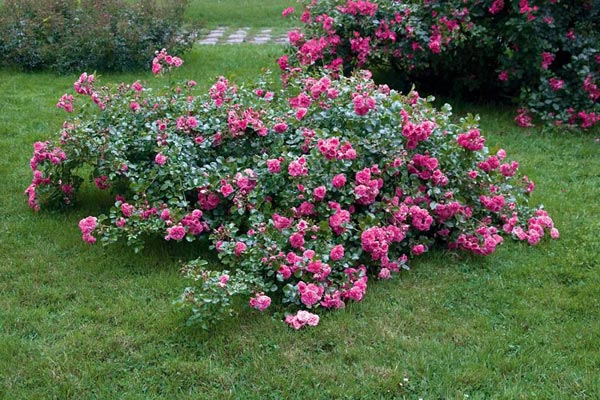 Rosa Les quatre saisons